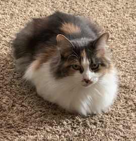 Photo of Momma Kitty