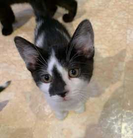 Photo of Spaghetti (Bonded with Cannell