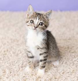 Photo of Sugar Cookie