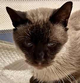 Photo of George Washington