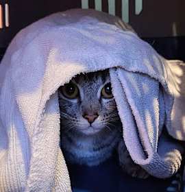 Photo of Ball Game - AVAILABLE