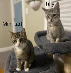 Photo of Mini Tart
