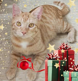 Photo of Sweet Young Kitty Macaroni