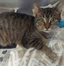 Photo of CA 135 Cookie