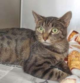 Photo of CA 129 Muffin