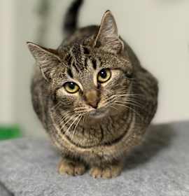 Photo of Sweet Potato