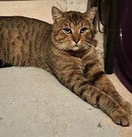 Photo of Tigree - Petsmart Plantation Foster Home