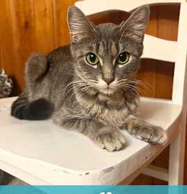 Photo of Butterfinger