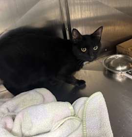 Photo of Cassidy-Adoptable