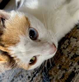 Photo of Sunflower AL