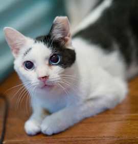 Photo of Penny (FeLV+)