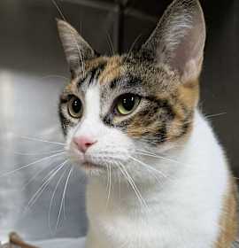 Photo of Mademoiselle (Holland Cat Cove)