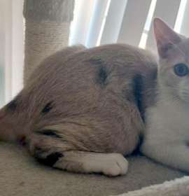 Photo of Leona - Petsmart Plantation Foster Home