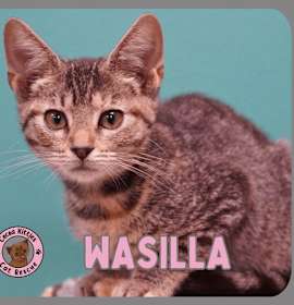 Photo of Wasilla