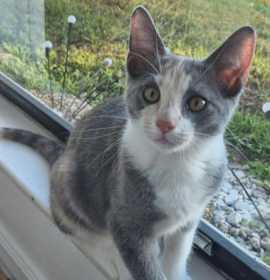 Photo of Kikki - Petsmart Plantation Foster Home