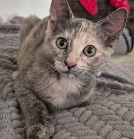 Photo of Luna - Petsmart Plantation Foster Home