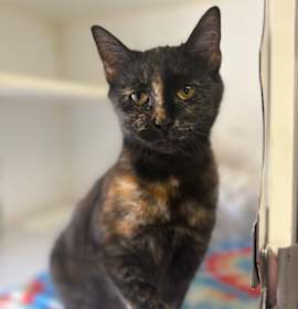 Photo of Ms.Marble Str-121425