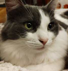 Photo of Wildflower & Blossum