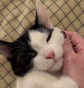 Photo of Gizmo aka Oreo