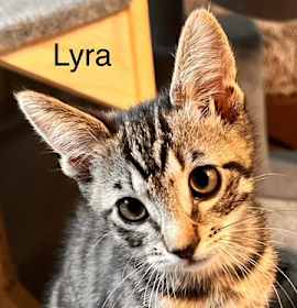 Photo of Lyra