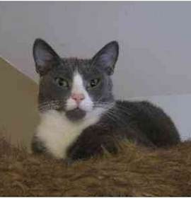 Photo of Tony Bennett