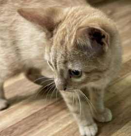 Photo of Pumpkin C Gargano