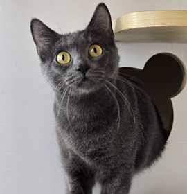 Photo of Lady liberty