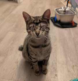 Photo of Hinata (with foster)