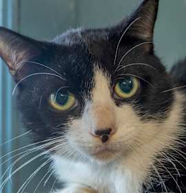 Photo of Lionel Richie