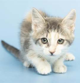 Photo of HERMIONE GRANGER