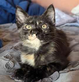 Photo of Sweet Potato