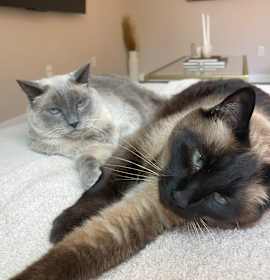 Photo of Tiki & maui