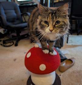 Photo of Butterfingers