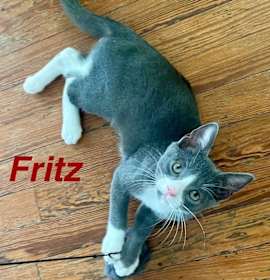 Photo of Fritz