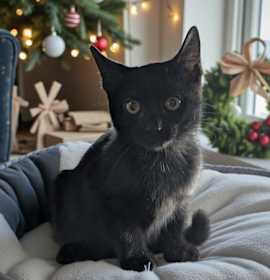 Photo of Midnight