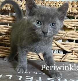 Photo of Blue Blossoms Litter: Periwinkle