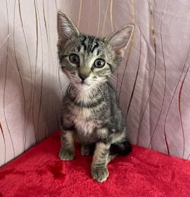 Photo of Peppy (FELV+)