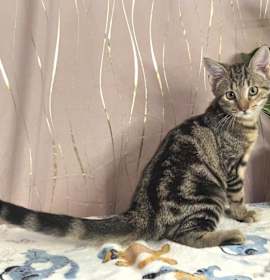 Photo of Roux (FIV+)