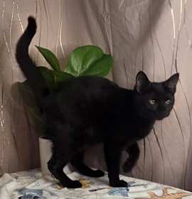 Photo of Bisk (FIV+)