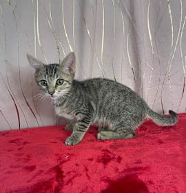 Photo of Gizmo (FELV+)