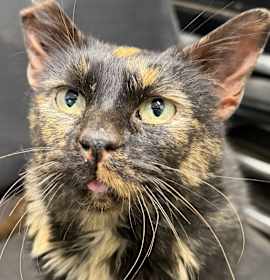 Photo of Peppermint Patty