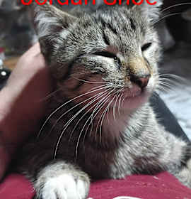 Photo of Jordan Shoe