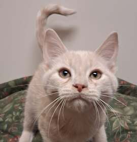 Photo of Oogie Boogie