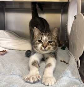 Photo of Wiggle Worm