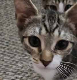 Photo of LL Cool Cat