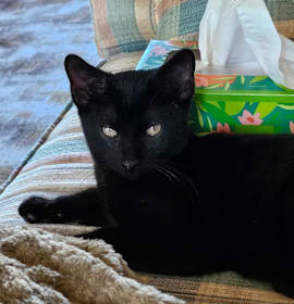 Photo of Obsidian Ramishvili