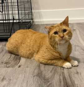 Photo of Nacho Cheese