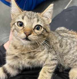 Photo of Kitty Perry