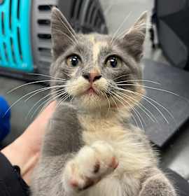 Photo of Kitty Minaj