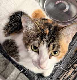 Photo of Pumpkin Pie